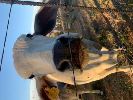 Chemvet Stock Fencing